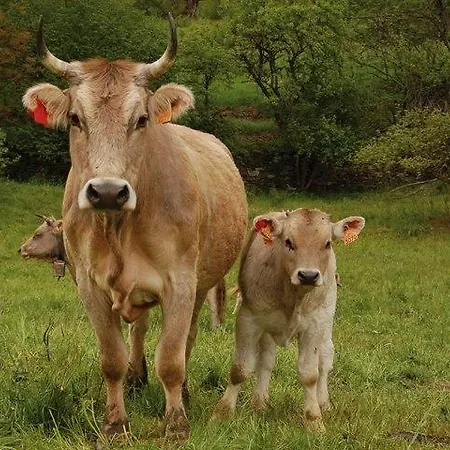 Rural Per A 6 - Pardines